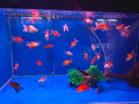 Jual berbagai jenis ikan mas Koki(gold fish)