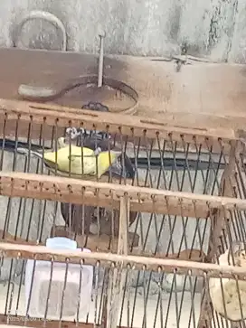 Burung pleci dakun