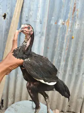 Ayam Betina Bangkok Klasik