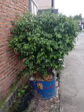 Bonsai Pohon Beringin