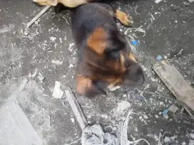 Anjing umur 2 bulan bulu lebat