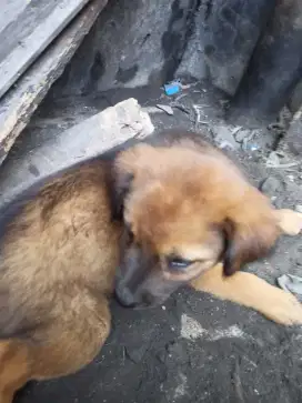 Anjing betina umur 2 bulan bulu lebat