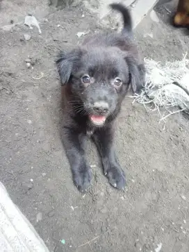 Anjing betina umur 2 bulan bulu lebat