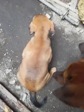 Anjing betina umur 2 bulan