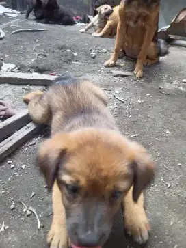 Anjing betina umur 2 bulan bulu lebat