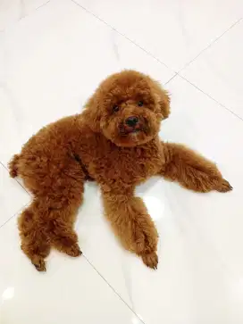 Jual red poodle