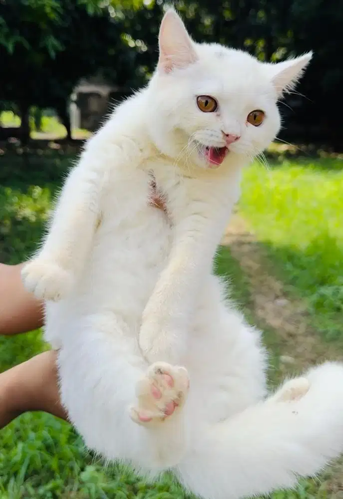 British Shorthair White Jantan
