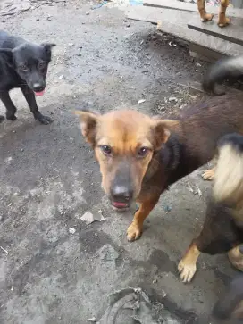 Anjing besar umur 8 bulan gagah & bulu lebat