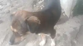 Anjing jantan umur 1 tahun bisa jaga rumah