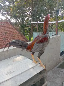 Ayam muda Birma