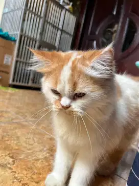 Persia norwegian x flatnose nego