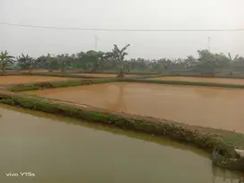 Tanah Empang murah strategis di desa cibeuteng ciseeng Bogor