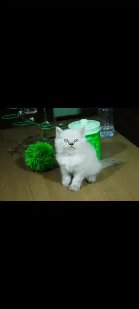 kucing kitten anakan anggora persia himalaya ragdoll mainecoon british