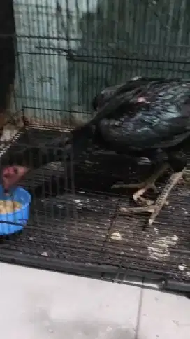 Ayam bangkok 5 bulanan