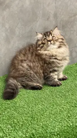 Kucing betina kitten persia