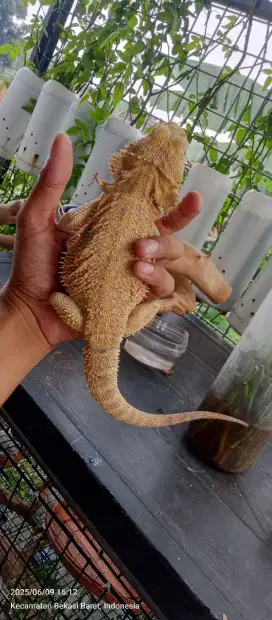 Bearded Dragon Trans Jinak Superjinak Gemuk