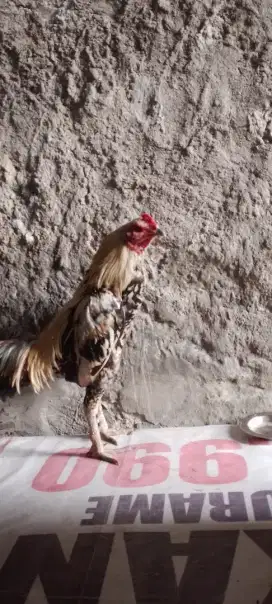 Ayam bangkok teknik jos