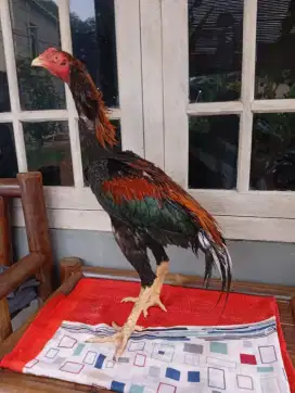 Ayam Bangkok muda
