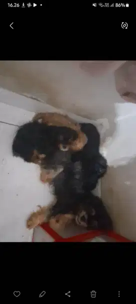 2 Ekor Anjing poddle