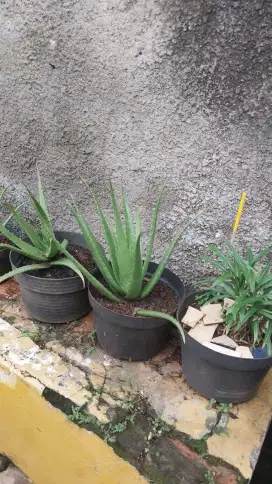 Jual tanaman Lidah Buaya Hias