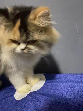 Kucing persia  betina  calico flatnose pesek