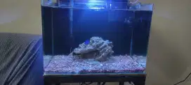 Akuarium laut nano tank 50x30x35