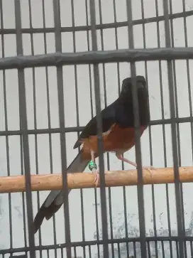 Burung Murai Pastol