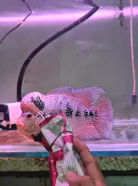 Ikan Louhan Cencu