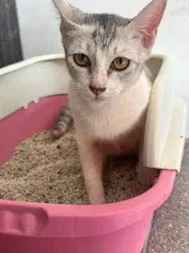 Free Adopsi kucing mix domestik