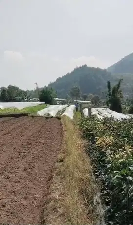 Dijual Cepat! Lokasi strategis Tanah di Cipanas - Cianjur