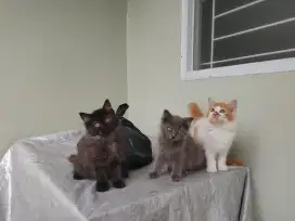 Kucing kitten persia 3 ekor / anggora / himalaya / flatnose / peaknose