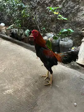 AYAM BANGKOK GEDE