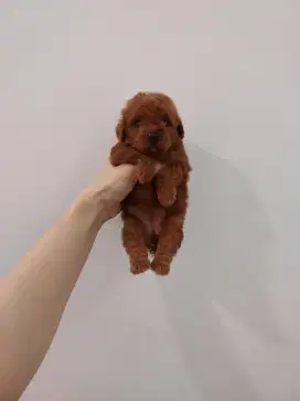 puppy poodle betina stb chip on process!!! no php
