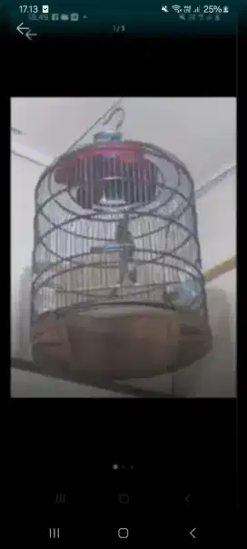 Burung Murai Trotol Jantan