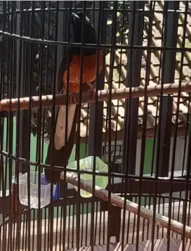 Murai baru 3larasan