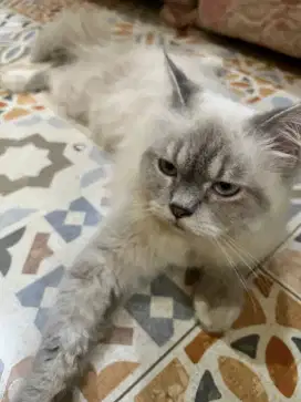 Di jual kucing himalaya usia 1 tahun