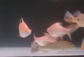 Ikan kaviat albino