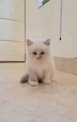 Kucing Ragdoll 3 Bulan