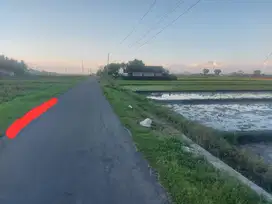 Dijual Sawah Pinggir Kampung Moyudan Sleman