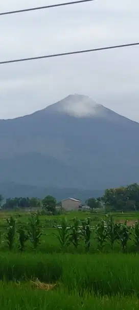 LAHAN PLOT PERUMAHAN WISATA PACET VIEW GUNUNG