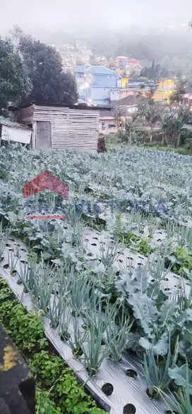 Tanah Strategis Kawasan Wisata Dingin Ideal untuk Villa atau Resto