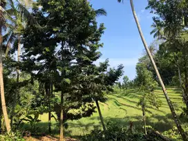Tanah murah dengan view sawah abadi dan sungai di tabanan selemadeg