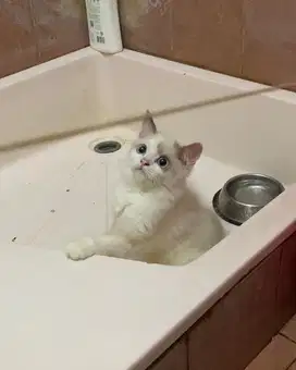Kucing Ragdoll Jantan