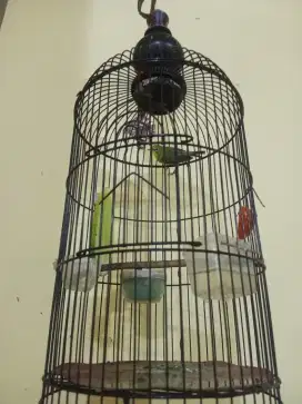 Edisi gak kerawat pleci,Cendana,cendet,murai