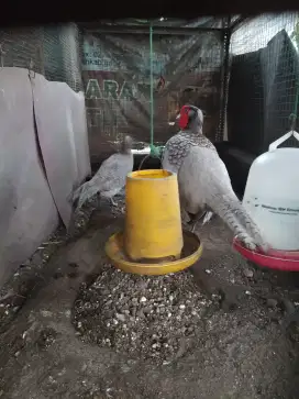 Sepasang ayam hias blue ringneck pheasant atau ayam hutan tibet