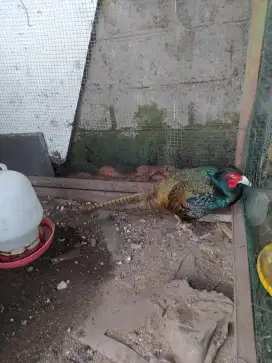 Jantan ayam hias ringneck hijau atau ayam hutan tibet
