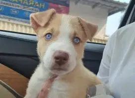Anak Anjing Pitsky Pitbull Mix Husky lucu dan unik