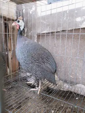 ayam hias mutiara