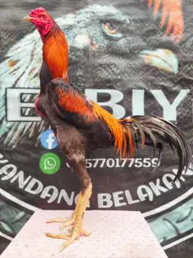 Ayam Bangkok pakhoy muda