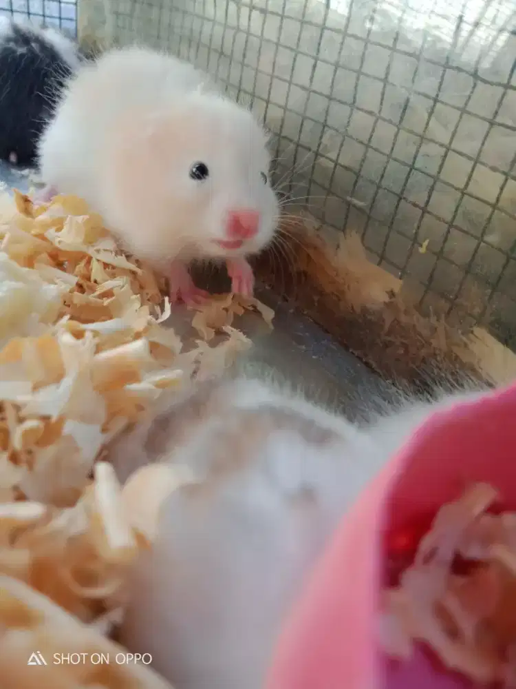 HAMSTER SYIRIAN